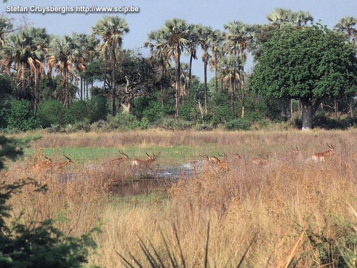 Okavango - Lechwes In de vroege ochtend en bij zonsondergang ondernamen we telkens in kleine groepjes voetsafari's. Op een bepaald moment zien we een hele groep Lechwes wegvluchten in het moerasgebied. Stefan Cruysberghs
